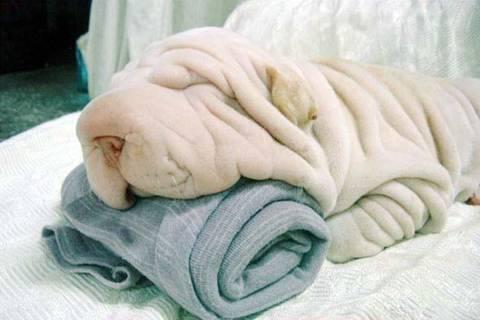 PERRO TOALLA DE BAÑO? Es hermoso, no se lo pierdan!!! PERRO TOALLA DE BAÑO? Es hermoso, no se lo pierdan!!!