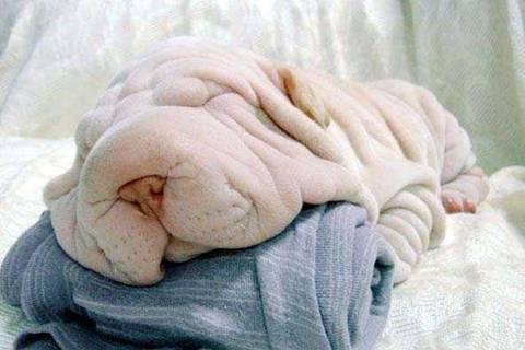 PERRO TOALLA DE BAÑO? Es hermoso, no se lo pierdan!!! PERRO TOALLA DE BAÑO? Es hermoso, no se lo pierdan!!!