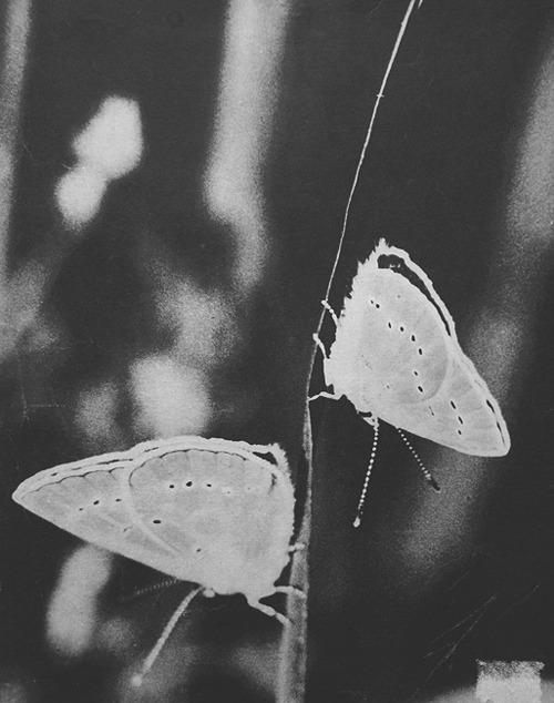 Principios de un amanecer _ Haikus Principios de un amanecer _ Haikus