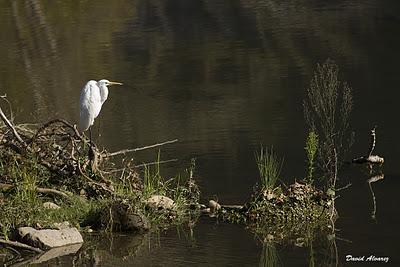 El año de la garceta grande El año de la garceta grande