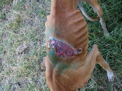 Lía, galga herida y recién parida. (El Arca de Noé de Córdoba) Lía, galga herida y recién parida. (El Arca de Noé de Córdoba)