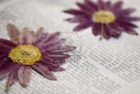 Flores Secas Flores Secas