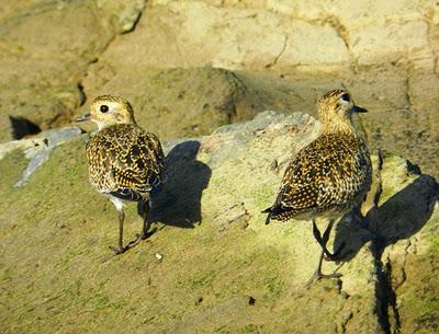 Chorlitos dorados on the rocks Chorlitos dorados on the rocks