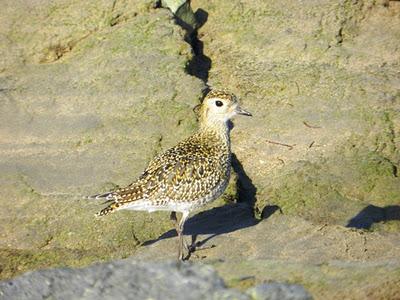 Chorlitos dorados on the rocks Chorlitos dorados on the rocks
