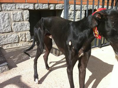 GALGO HERIDO RESCATADO EN TOLEDO. MUY URGENTE!!