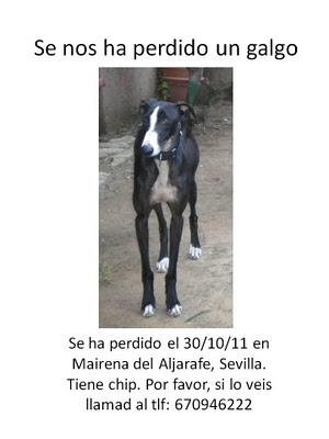 Galgo perdido durante su acogida en Mairena de Aljarafe (SEVILLA)