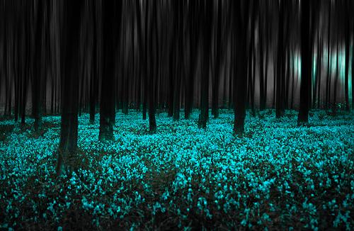 Un extraño animal Un extraño animal