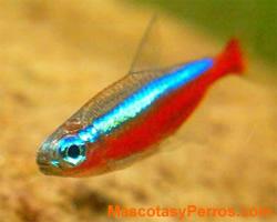 Tetra luminoso Tetra luminoso