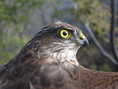 Anillamiento y migración en Los Alpes italianos: Passo dello Spino 2011 - 19-27 de Octubre de 2011. Anillamiento y migración en Los Alpes italianos: Passo dello Spino 2011 - 19-27 de Octubre de 2011.