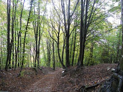 Anillamiento y migración en Los Alpes italianos: Passo dello Spino 2011 - 19-27 de Octubre de 2011. Anillamiento y migración en Los Alpes italianos: Passo dello Spino 2011 - 19-27 de Octubre de 2011.