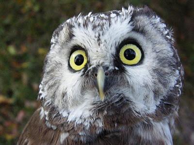 Anillamiento y migración en Los Alpes italianos: Passo dello Spino 2011 - 19-27 de Octubre de 2011. Anillamiento y migración en Los Alpes italianos: Passo dello Spino 2011 - 19-27 de Octubre de 2011.