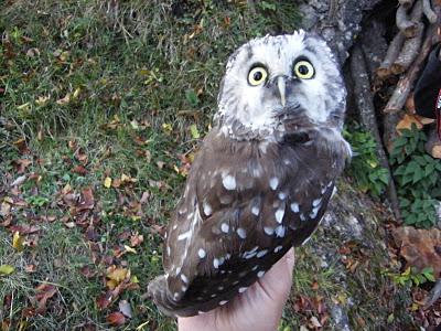 Anillamiento y migración en Los Alpes italianos: Passo dello Spino 2011 - 19-27 de Octubre de 2011. Anillamiento y migración en Los Alpes italianos: Passo dello Spino 2011 - 19-27 de Octubre de 2011.