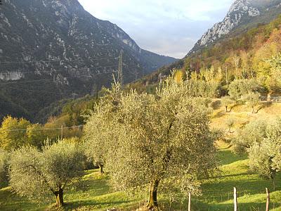 Anillamiento y migración en Los Alpes italianos: Passo dello Spino 2011 - 19-27 de Octubre de 2011. Anillamiento y migración en Los Alpes italianos: Passo dello Spino 2011 - 19-27 de Octubre de 2011.