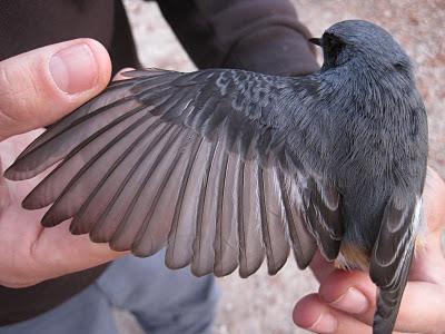 Anillamiento y migración en Los Alpes italianos: Passo dello Spino 2011 - 19-27 de Octubre de 2011. Anillamiento y migración en Los Alpes italianos: Passo dello Spino 2011 - 19-27 de Octubre de 2011.