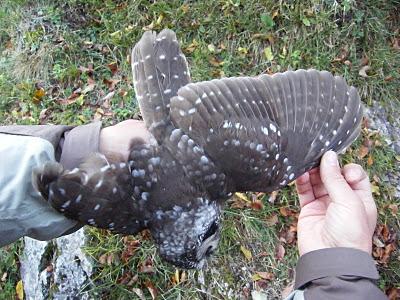 Anillamiento y migración en Los Alpes italianos: Passo dello Spino 2011 - 19-27 de Octubre de 2011. Anillamiento y migración en Los Alpes italianos: Passo dello Spino 2011 - 19-27 de Octubre de 2011.