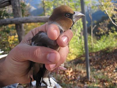 Anillamiento y migración en Los Alpes italianos: Passo dello Spino 2011 - 19-27 de Octubre de 2011. Anillamiento y migración en Los Alpes italianos: Passo dello Spino 2011 - 19-27 de Octubre de 2011.