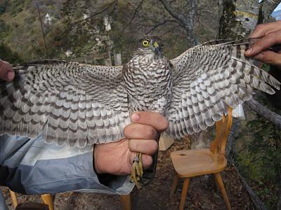 Anillamiento y migración en Los Alpes italianos: Passo dello Spino 2011 - 19-27 de Octubre de 2011. Anillamiento y migración en Los Alpes italianos: Passo dello Spino 2011 - 19-27 de Octubre de 2011.