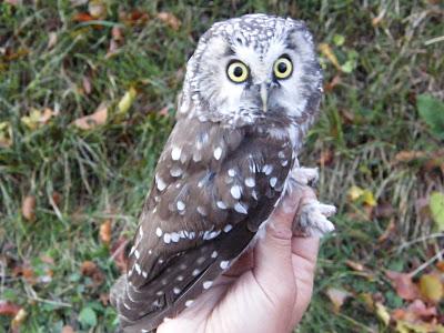 Anillamiento y migración en Los Alpes italianos: Passo dello Spino 2011 - 19-27 de Octubre de 2011. Anillamiento y migración en Los Alpes italianos: Passo dello Spino 2011 - 19-27 de Octubre de 2011.