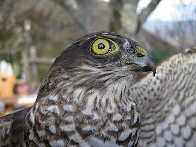 Anillamiento y migración en Los Alpes italianos: Passo dello Spino 2011 - 19-27 de Octubre de 2011. Anillamiento y migración en Los Alpes italianos: Passo dello Spino 2011 - 19-27 de Octubre de 2011.