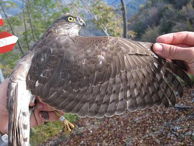 Anillamiento y migración en Los Alpes italianos: Passo dello Spino 2011 - 19-27 de Octubre de 2011. Anillamiento y migración en Los Alpes italianos: Passo dello Spino 2011 - 19-27 de Octubre de 2011.