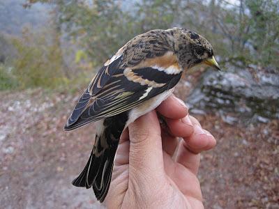Anillamiento y migración en Los Alpes italianos: Passo dello Spino 2011 - 19-27 de Octubre de 2011. Anillamiento y migración en Los Alpes italianos: Passo dello Spino 2011 - 19-27 de Octubre de 2011.