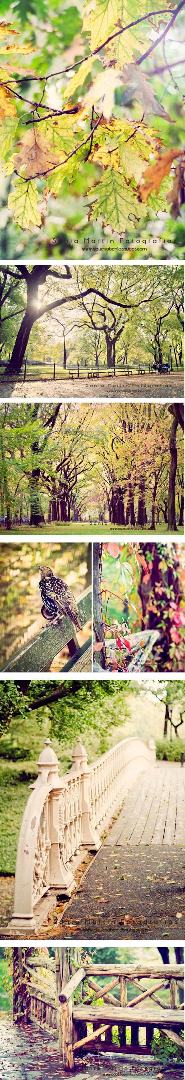 Collage para blog Ha llegado el otoño… a Central Park