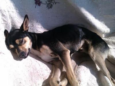 PACO RESCATADO HECHO UN SAQUITO DE HUESOS EN MURCIA, BUSCA FAMILIA. PACO RESCATADO HECHO UN SAQUITO DE HUESOS EN MURCIA, BUSCA FAMILIA.