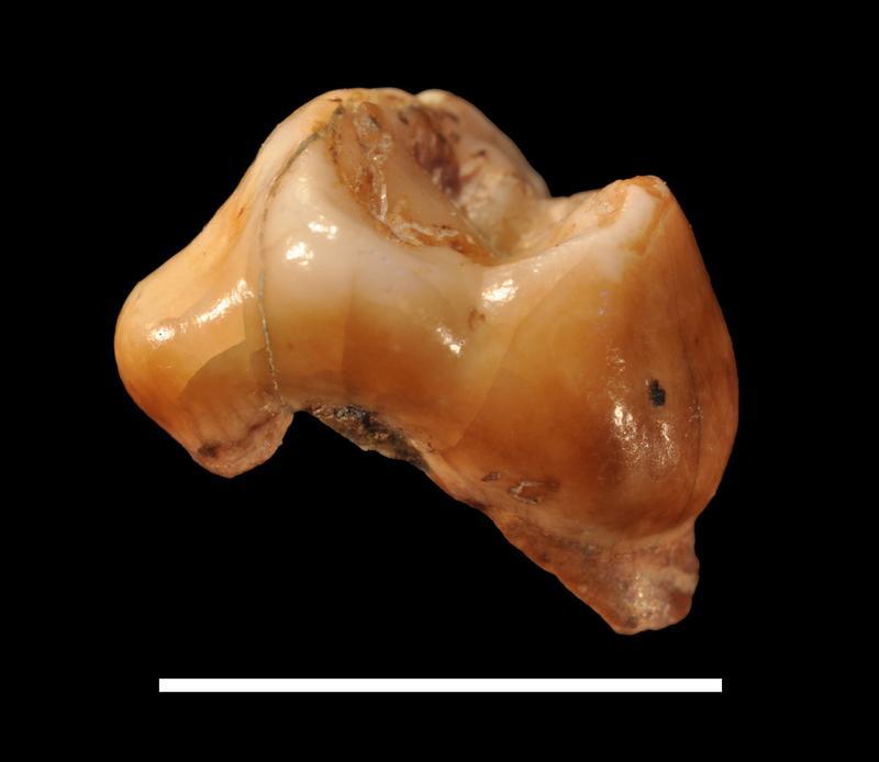 Dos dientes resultan ser los restos de ‘Homo sapiens’ más antiguos de Europa Dos dientes resultan ser los restos de ‘Homo sapiens’ más antiguos de Europa