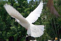 Yo quiero de eso Yo quiero de eso