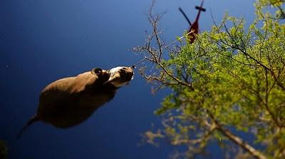 Manada de rinocerontes trasladada en helicóptero (Galería de Fotos)