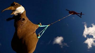 Manada de rinocerontes trasladada en helicóptero (Galería de Fotos)