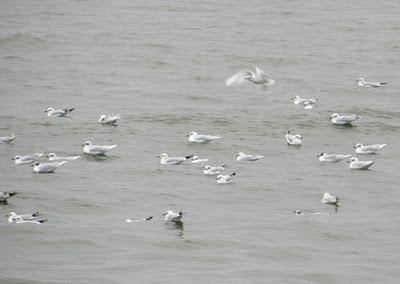 Mazcatos, tridáctilas, cabecinegras... el paso de aves marinas Mazcatos, tridáctilas, cabecinegras... el paso de aves marinas