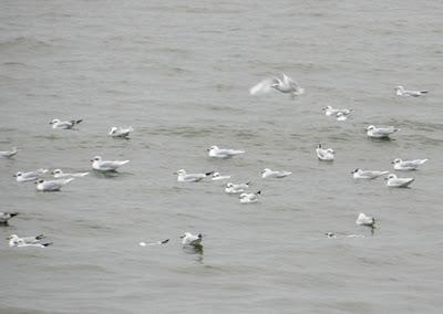 Mazcatos, tridáctilas, cabecinegras... el paso de aves marinas