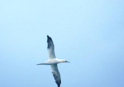 Mazcatos, tridáctilas, cabecinegras... el paso de aves marinas