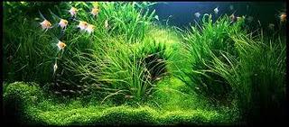 Takashi amano Takashi amano