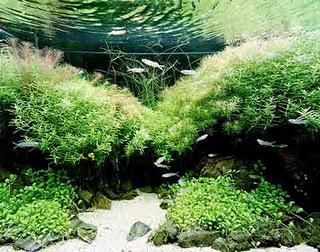 Takashi amano Takashi amano