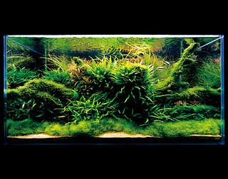 Takashi amano Takashi amano