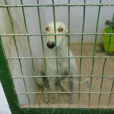 HANNA : GALGA JOVEN Y GUAPÍSIMA ! perrera de HELLIN (ALBACETE)