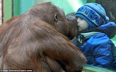 Beso orangutan a niño