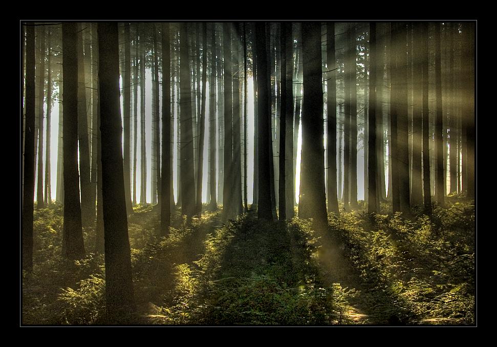 In the Forest by Hartmut Lerch