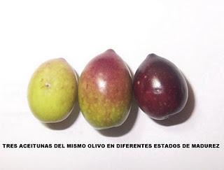 ALMAZARA SEÑORÍOS DE RELLEU ALMAZARA SEÑORÍOS DE RELLEU