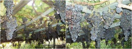 TARTA DE QUESO Y MORAS TARTA DE QUESO Y MORAS