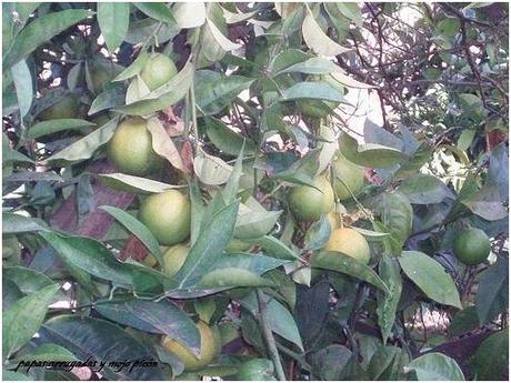 TARTA DE QUESO Y MORAS TARTA DE QUESO Y MORAS