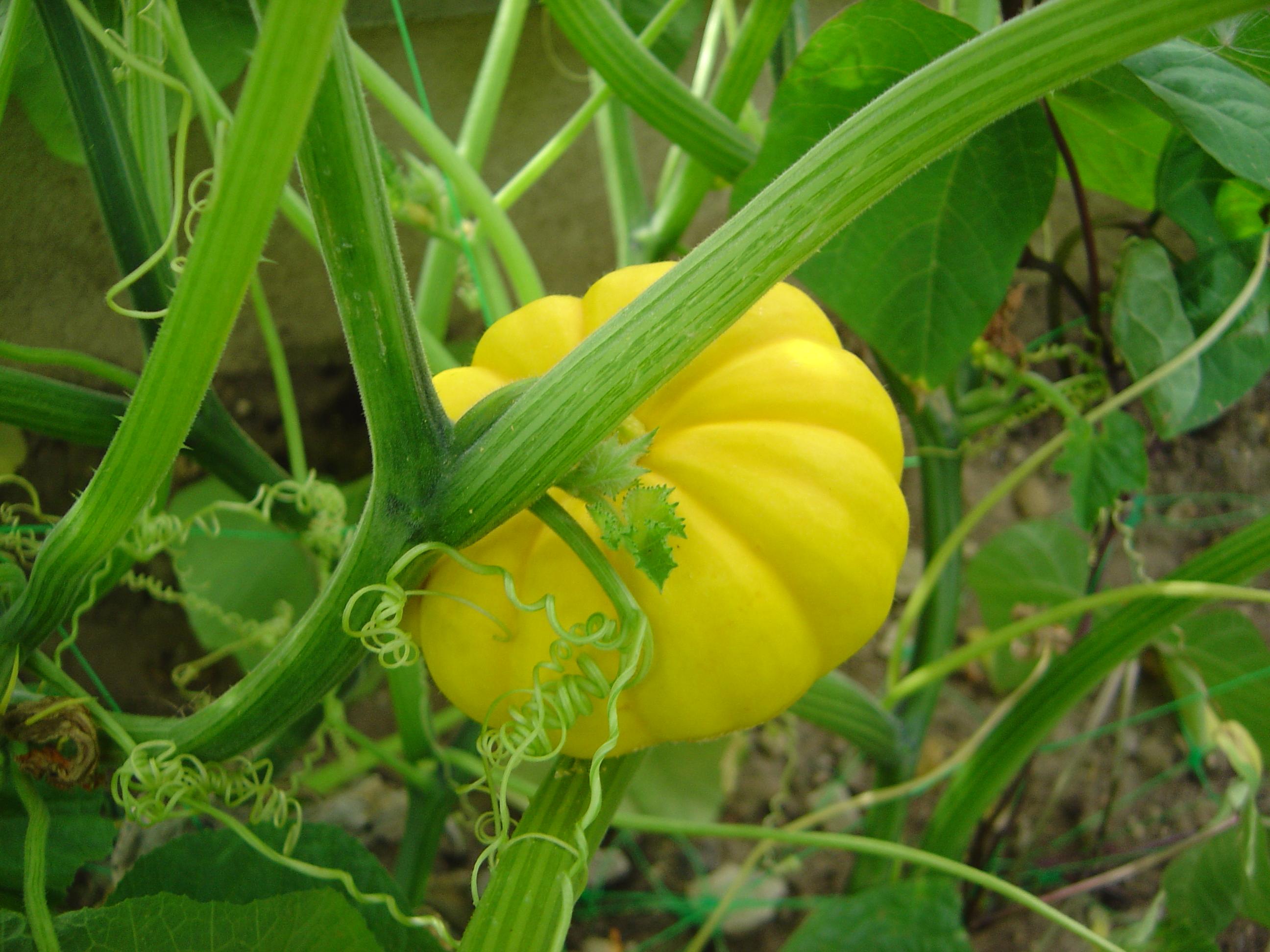 Calabaza+Propiedades Propiedades beneficiosas de la pipas de calabaza