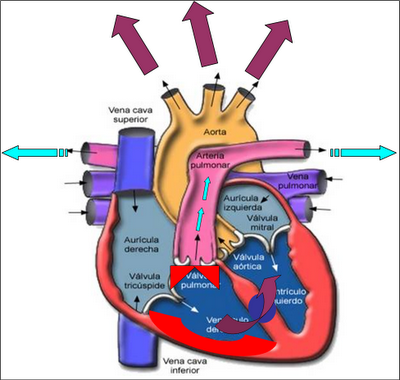 Postergación innecesaria de una cirugía: acto criminal (1). El niño