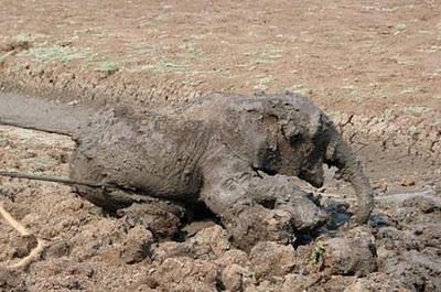 Bebé elefante y su madre rescatados del barro en Zambia (Galería de Imágenes) Bebé elefante y su madre rescatados del barro en Zambia (Galería de Imágenes)
