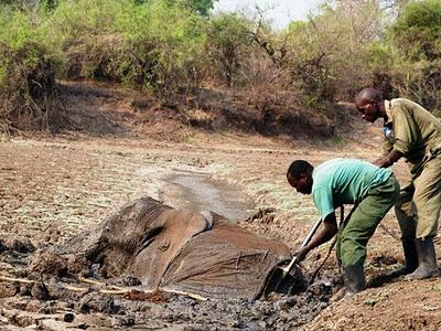 Bebé elefante y su madre rescatados del barro en Zambia (Galería de Imágenes) Bebé elefante y su madre rescatados del barro en Zambia (Galería de Imágenes)