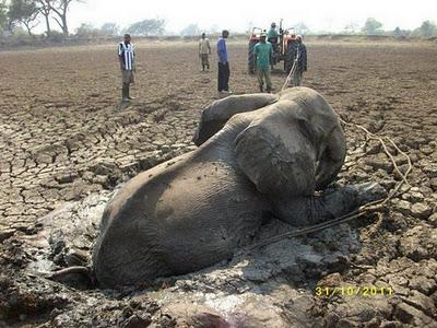 Bebé elefante y su madre rescatados del barro en Zambia (Galería de Imágenes) Bebé elefante y su madre rescatados del barro en Zambia (Galería de Imágenes)