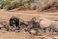 Bebé elefante y su madre rescatados del barro en Zambia (Galería de Imágenes) Bebé elefante y su madre rescatados del barro en Zambia (Galería de Imágenes)