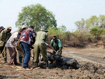 Bebé elefante y su madre rescatados del barro en Zambia (Galería de Imágenes) Bebé elefante y su madre rescatados del barro en Zambia (Galería de Imágenes)